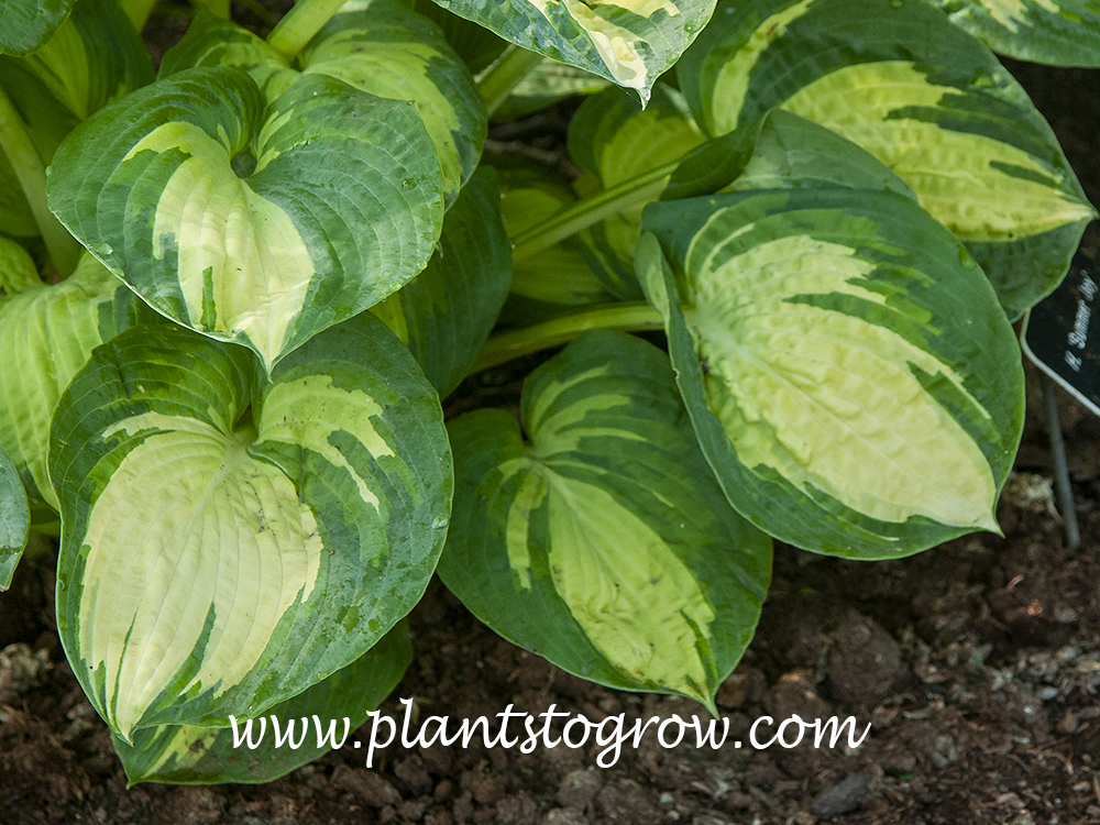 Hosta Summer Joy (Hosta)
